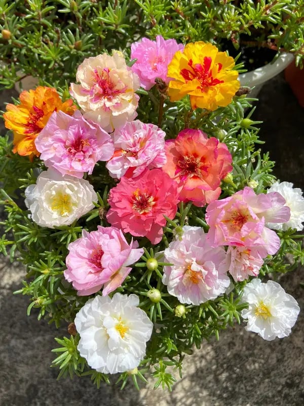 🌹🌸Perennial Flower Seeds / Large Flowers / Easy to Grow