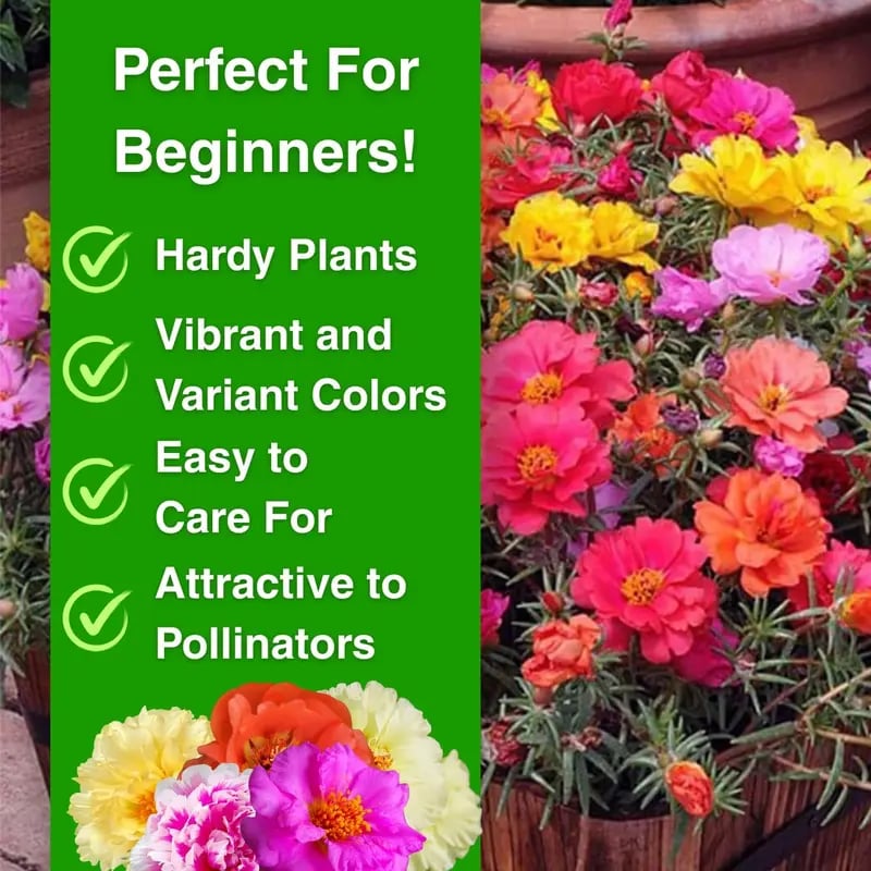 🌹🌸Perennial Flower Seeds / Large Flowers / Easy to Grow