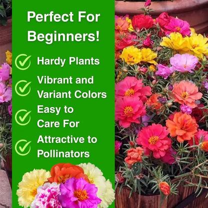🌹🌸Perennial Flower Seeds / Large Flowers / Easy to Grow