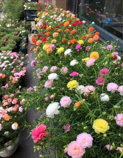 🌹🌸Perennial Flower Seeds / Large Flowers / Easy to Grow